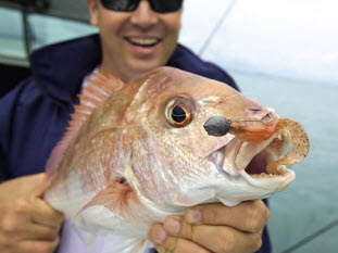 Dragging soft plastics
